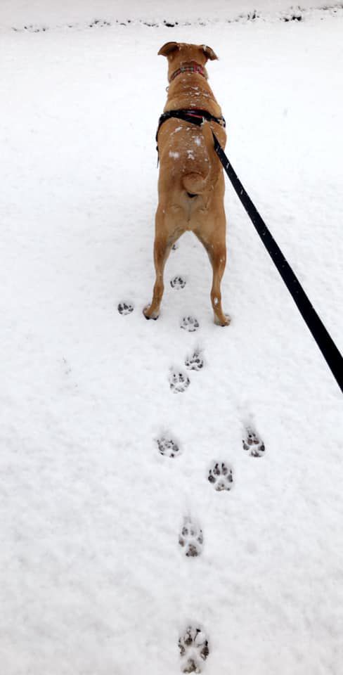 Snow in Rita Ranch